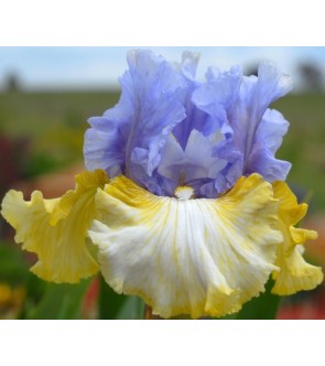 Iris germanica Over and Over