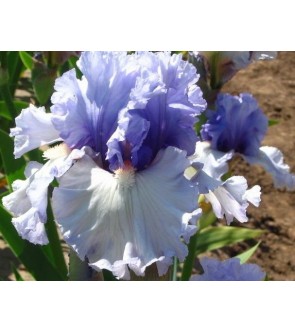 Iris germanica Adoregon