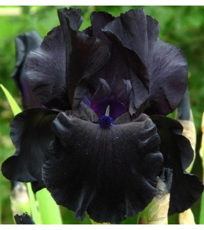Iris germanica profumato...