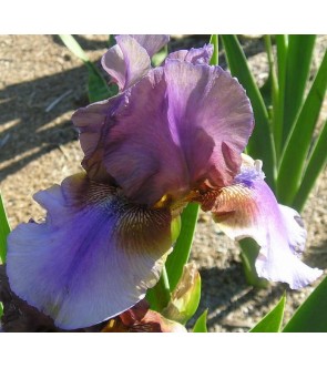 Iris germanica Burnt Tofee