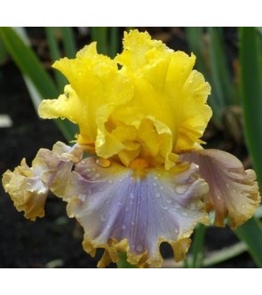 Iris germanica Catwalk Queen