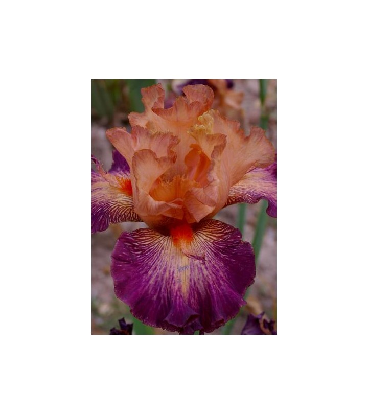 Iris germanica Chaud Bouquet Confezione 1