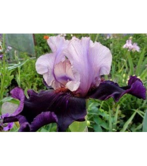 Iris germanica Evening Drama