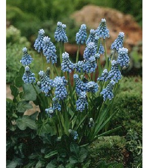 Muscari aucheri Blue Magic