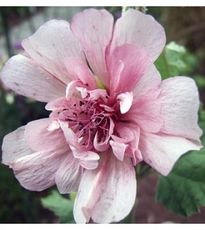 Alcea suffrutescens...