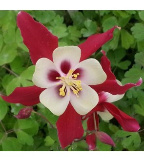 Aquilegia Crimson Star