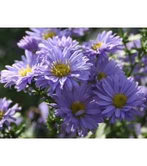 Aster novi belgii Marie...