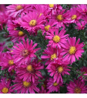 Aster novi belgii Royal Ruby