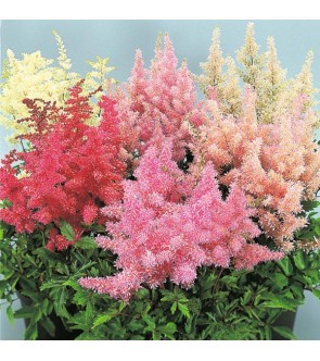 Astilbe japonica miscuglio