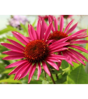 Echinacea purpurea Pica Bella