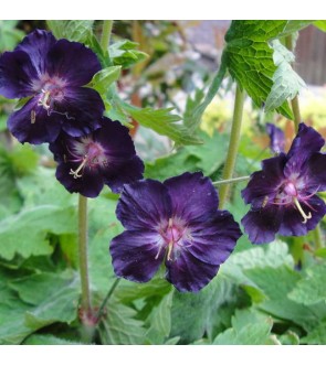 Geranium phaeum Raven