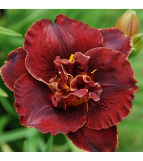 Hemerocallis Burgundy Love...