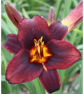 Hemerocallis Chocolate...