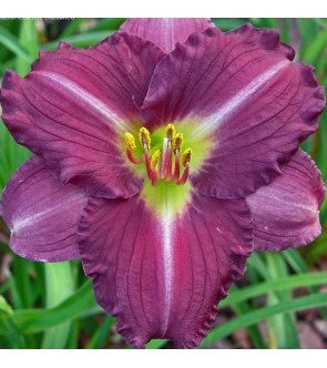 Hemerocallis Little...