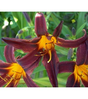 Hemerocallis Morocco Red IN VASO NOVITA'