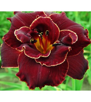 Hemerocallis Night Embers...