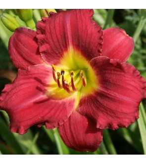 Hemerocallis Pardon Me VASO