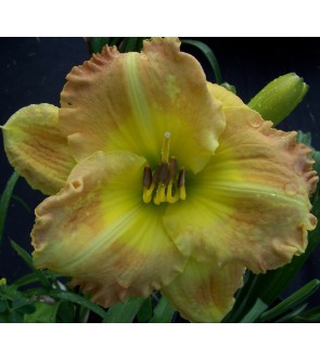 Hemerocallis Smugglers Gold...