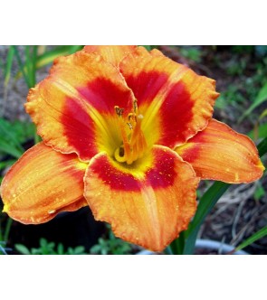 Hemerocallis Tigger IN VASO...