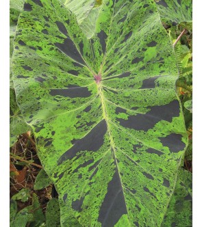 Alocasia esculenta Mojito