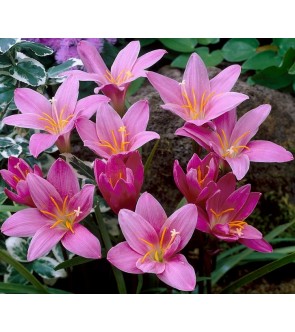 Zephyranthes Robusta (...