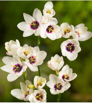 Ixia Hogarth