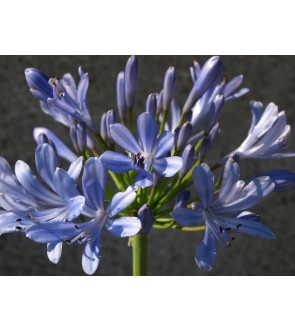 Agapanthus africanus Blù...