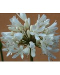 Agapanthus africanus albus...