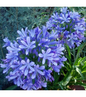 Agapanthus Blue Giant diviso