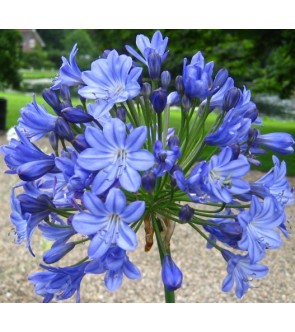 Agapanthus Blue Globe diviso