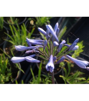 Agapanthus Columba diviso