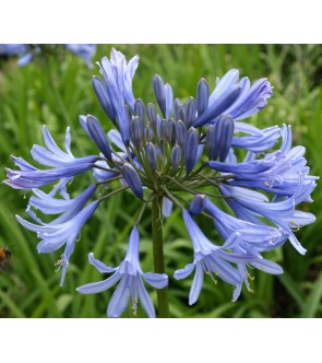 Agapanthus Donau diviso