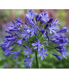 Agapanthus Headbourne...