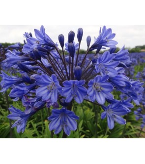 Agapanthus Intermedius diviso