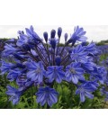 Agapanthus Intermedius diviso