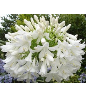 Agapanthus Polar Ice diviso