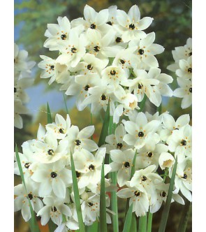 Ornithogalum arabicum