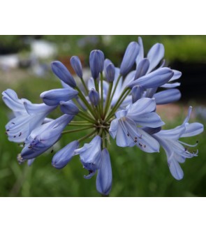 Agapanthus Sunfield diviso