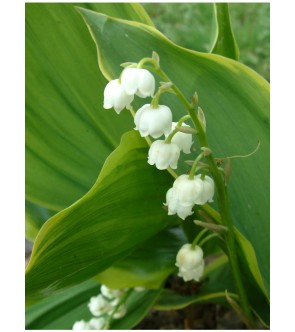 Convallaria majalis (...