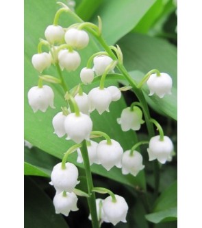 Convallaria majalis (...