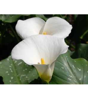 Calla white