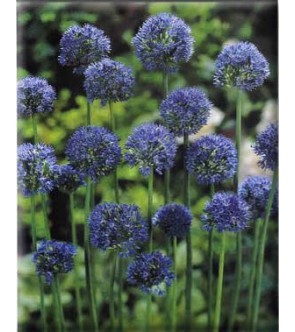 Allium caeruleum sin azureum