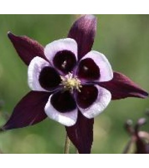 Aquilegia William Guiness