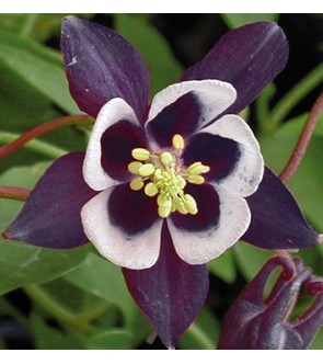 Aquilegia William Guiness