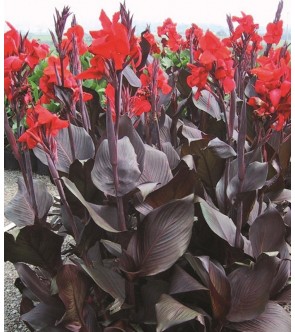 Canna indica Red King Umbert