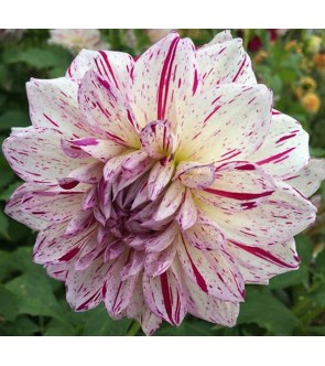 Dalia decorativa Bright...