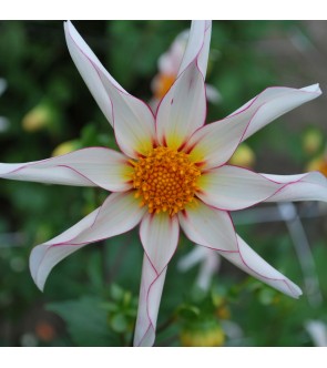 Dalia Honka Fragile