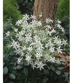 Ornithogalum Umbellatum