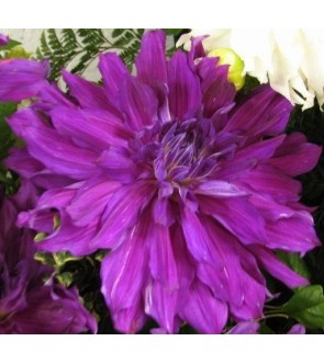 Dalia dcorativa Purple...