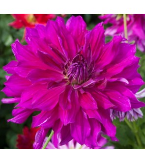 Dalia dcorativa Purple Taiheijo